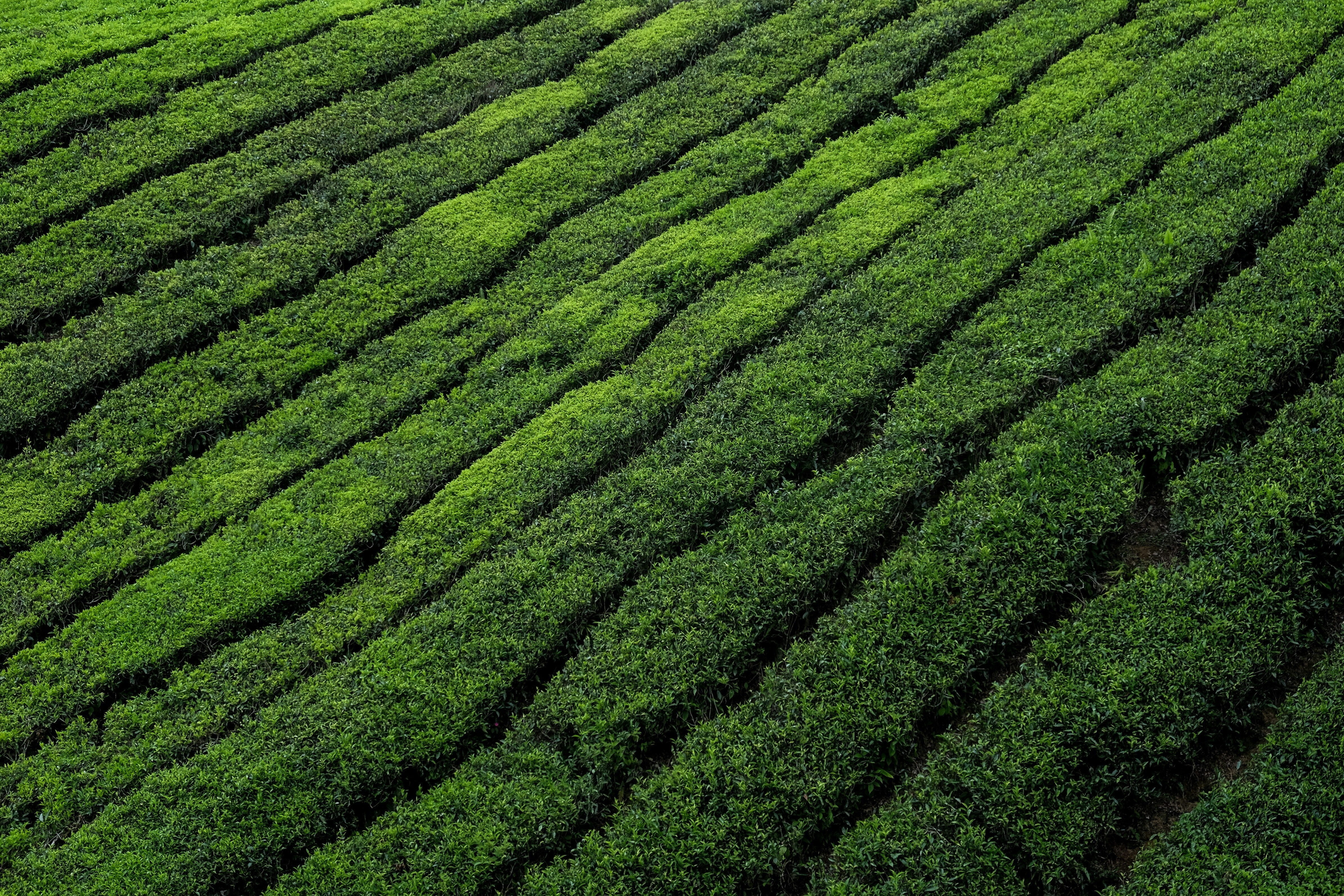Rows of green tea plants growing on a tea estate