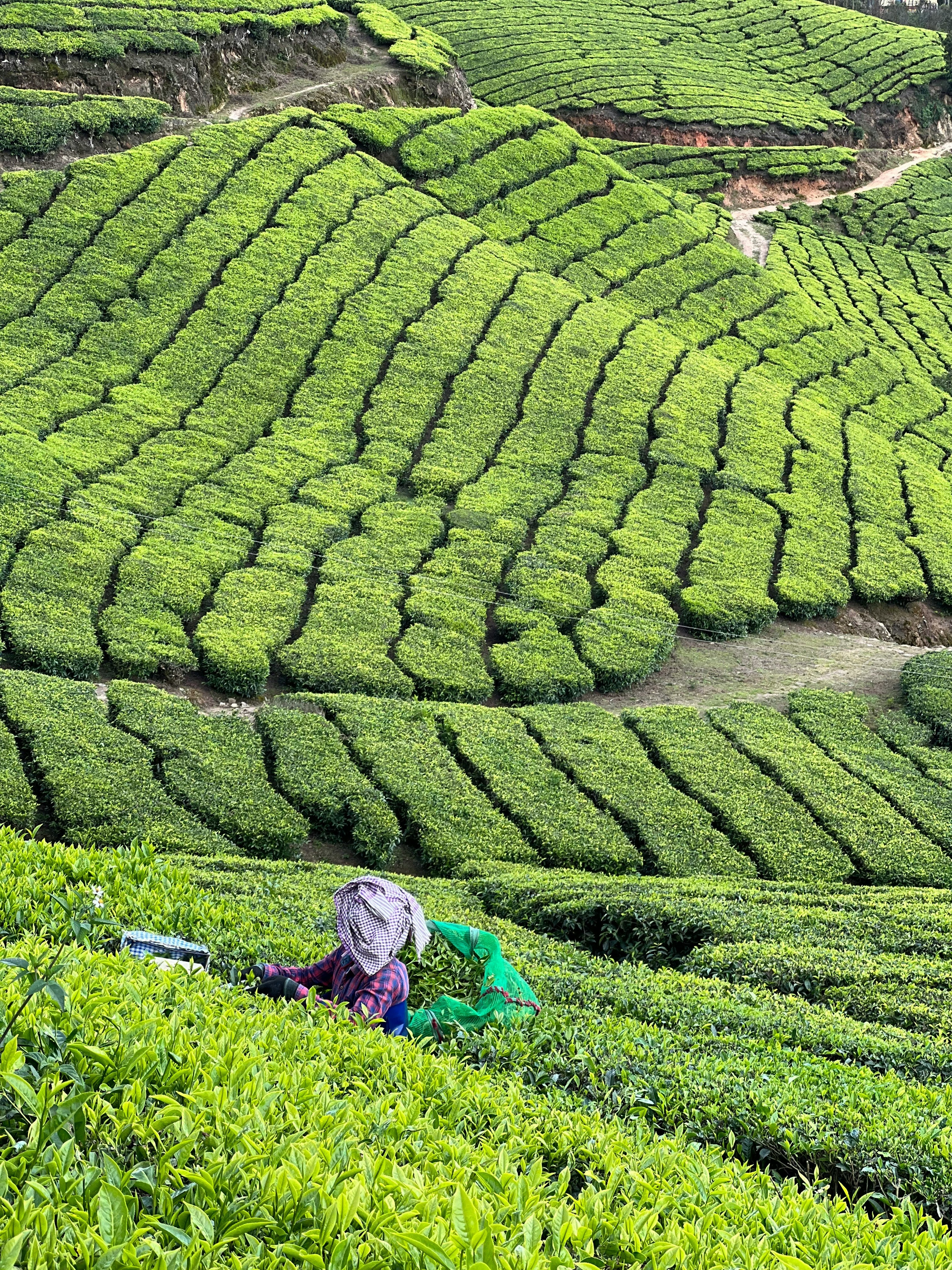 Tea leaf being hand-picked across rows of a tea garden